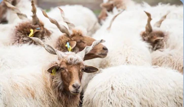 进口匈牙利原羊毛检疫和卫生要求知多少
